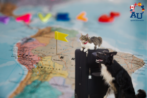Viajar a estudiar con mi mascota: Todo lo que necesitas saber